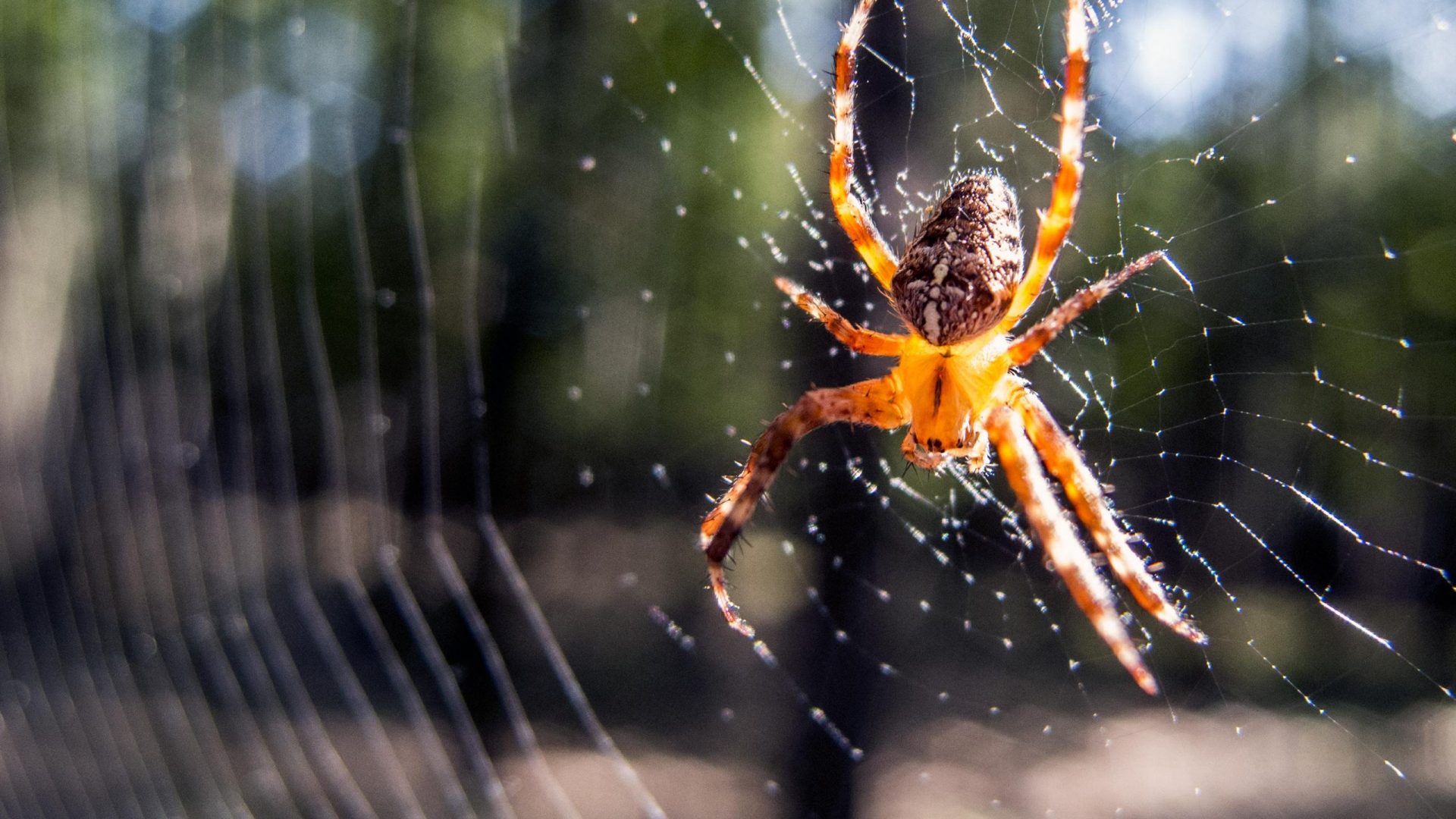 Extermination araignées